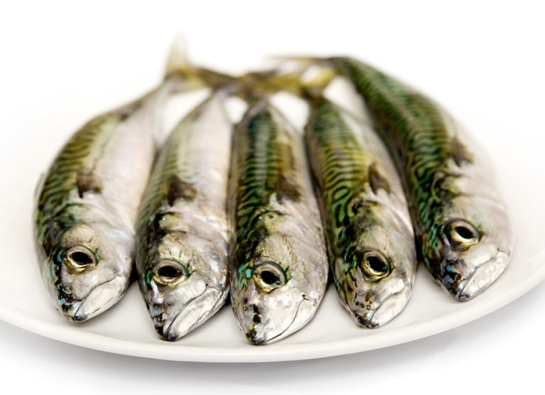 fresh mackerel on a plate